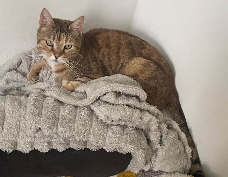 Bella, a tortoiseshell tabby