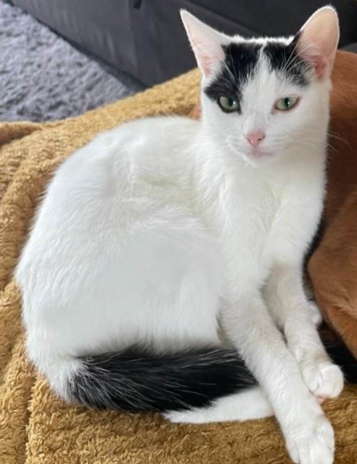 Crystal, a white cat with a black cap