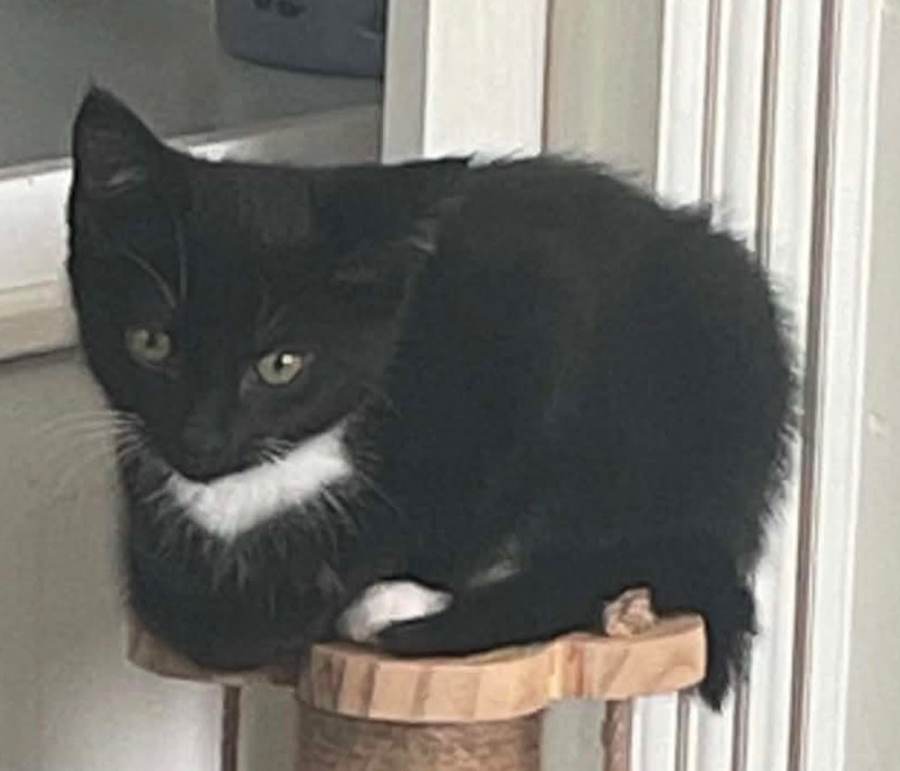 Luna, a black cat with a white chest