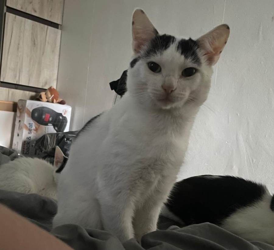 Oreo, a white cat with black patches