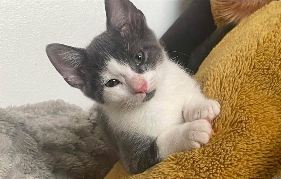 Smokey, a grey and white kitten