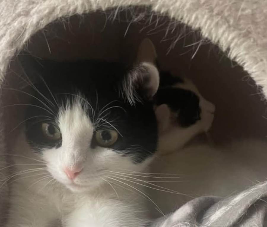 Star, a black and white cat